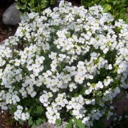 Arabis caucasica White / Ikravirág fehér